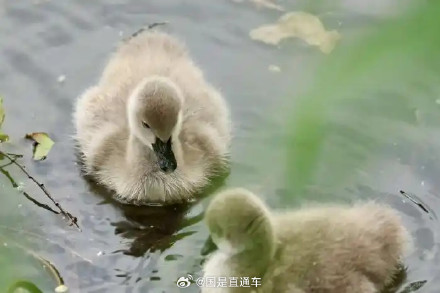 颐和园黑天鹅夫妇喜迎5只小天鹅