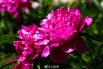 芍药花开上演初夏浪漫