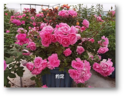 北京街头的月季，“夯爆了”！这些品种，你都认识吗？