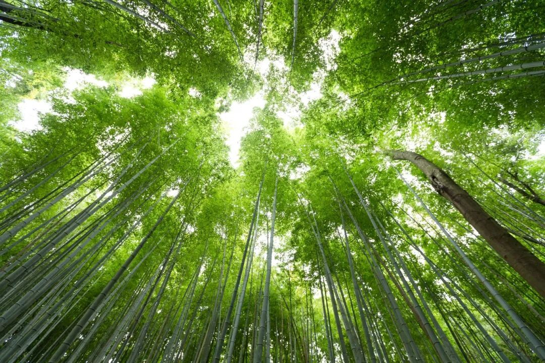蝌学零距离丨网友:好有边界感的树!这种神奇现象,只要抬头就能看到...... 蝌学零距离丨网友:好有边界感的树!这种神奇现象,只要抬头就能看到......