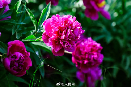 芍药花开上演初夏浪漫