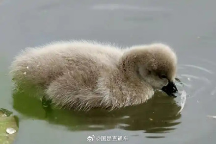颐和园黑天鹅夫妇喜迎5只小天鹅