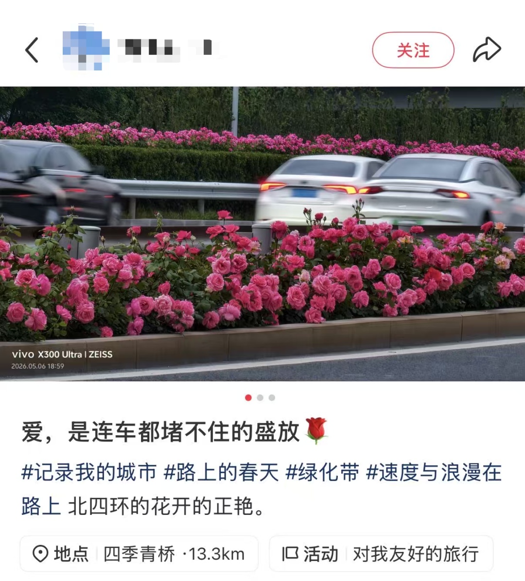 北京街头的月季，“夯爆了”！这些品种，你都认识吗？