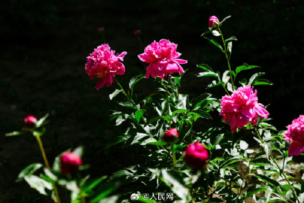 芍药花开上演初夏浪漫