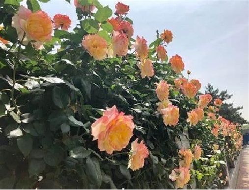 北京街头的月季，“夯爆了”！这些品种，你都认识吗？