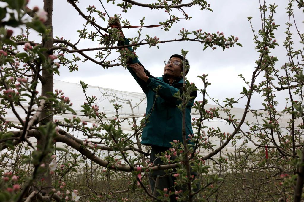 记者手记：北扩西移，探访我国最大苹果种植区