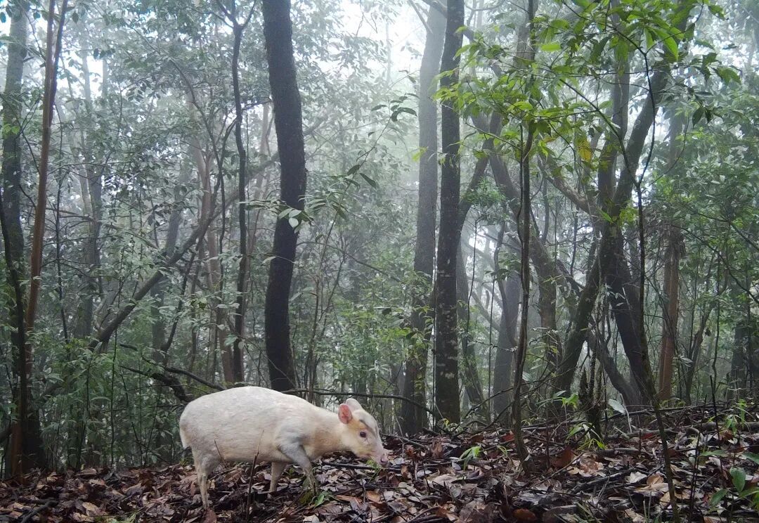 贵州大沙河保护区首次拍到白化小麂：通体雪白，仅头部留黑纹