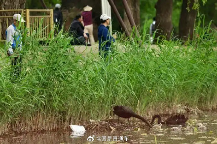颐和园黑天鹅夫妇喜迎5只小天鹅