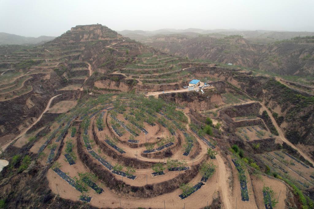 记者手记：北扩西移，探访我国最大苹果种植区