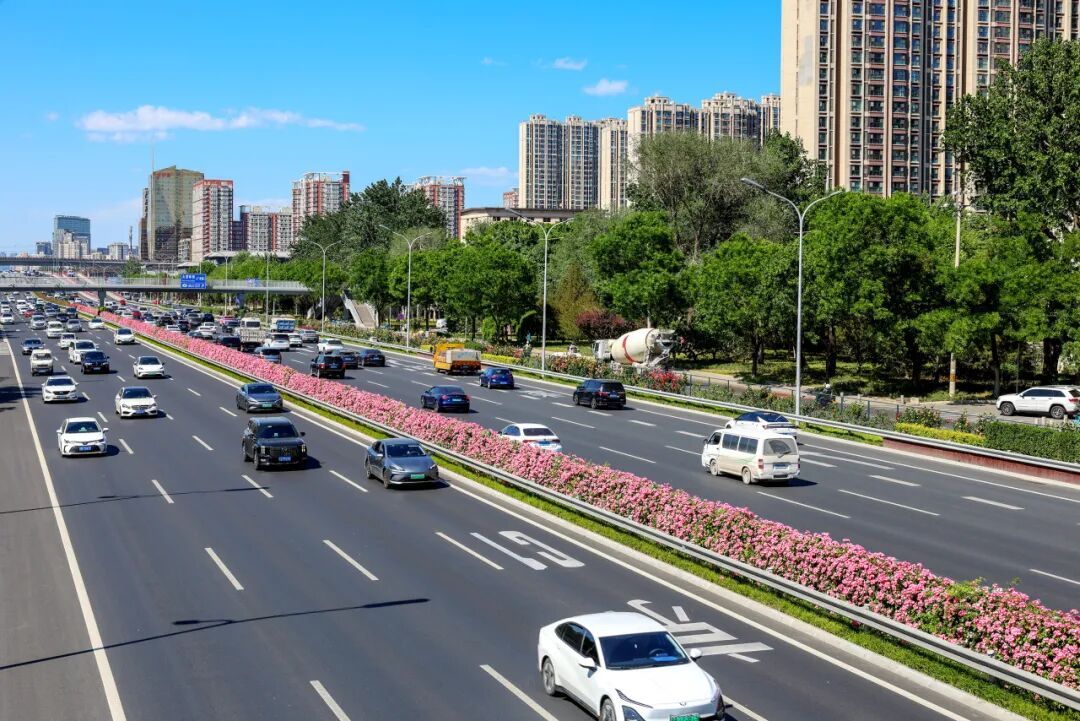 北京街头的月季，“夯爆了”！这些品种，你都认识吗？