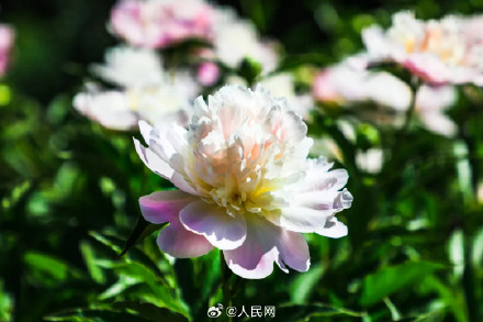 芍药花开上演初夏浪漫