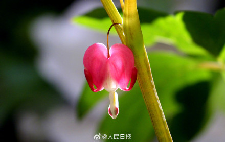 荷包牡丹比了一串小心心
