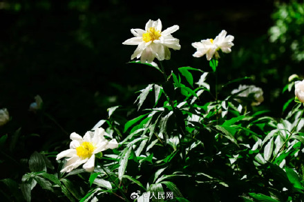芍药花开上演初夏浪漫
