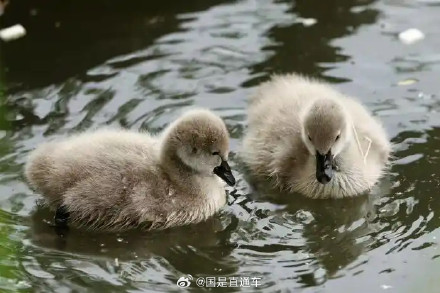 颐和园黑天鹅夫妇喜迎5只小天鹅
