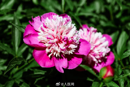 芍药花开上演初夏浪漫