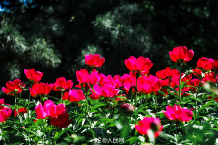 芍药花开上演初夏浪漫