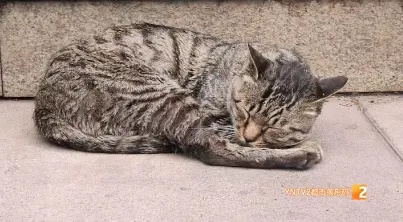 “铁子”回了喵星，地铁站口还留着它的工牌和猫窝，网友：舍不得！