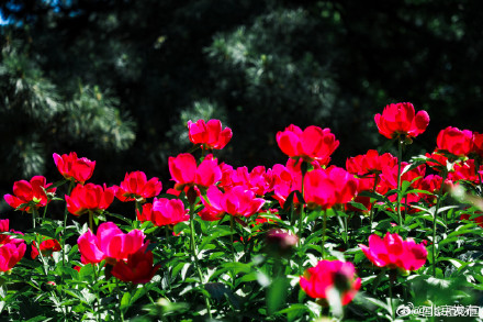 芍药盛放初夏氛围感拉满