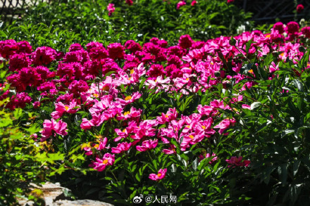 芍药花开上演初夏浪漫