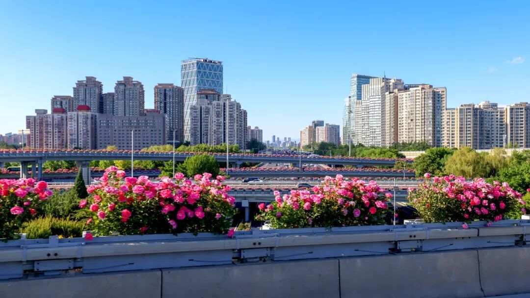 北京街头的月季，“夯爆了”！这些品种，你都认识吗？