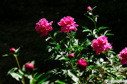 芍药盛放初夏氛围感拉满