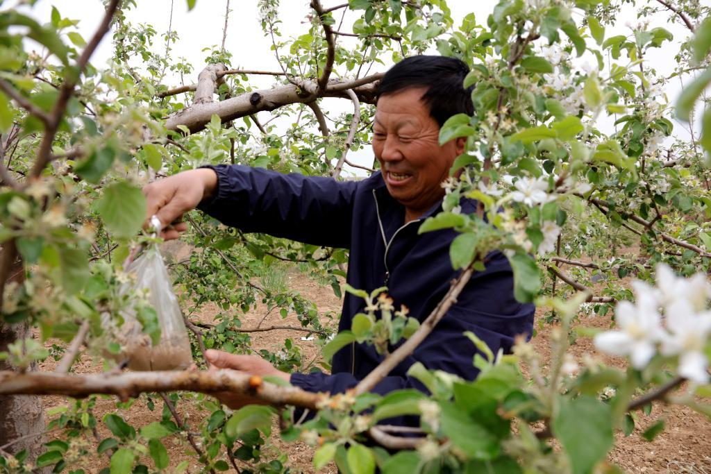 记者手记：北扩西移，探访我国最大苹果种植区