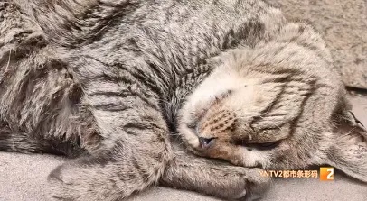 “铁子”回了喵星，地铁站口还留着它的工牌和猫窝，网友：舍不得！