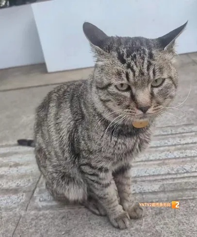 “铁子”回了喵星，地铁站口还留着它的工牌和猫窝，网友：舍不得！