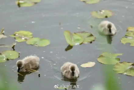 颐和园黑天鹅夫妇喜迎5只小天鹅