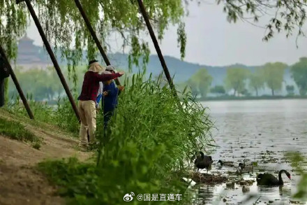 颐和园黑天鹅夫妇喜迎5只小天鹅