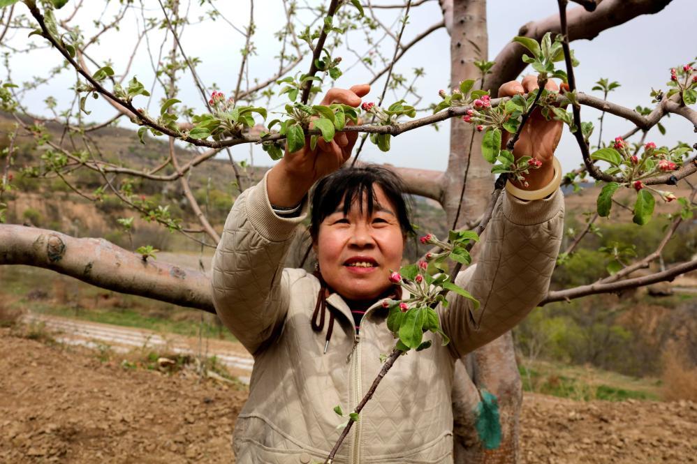 记者手记：北扩西移，探访我国最大苹果种植区