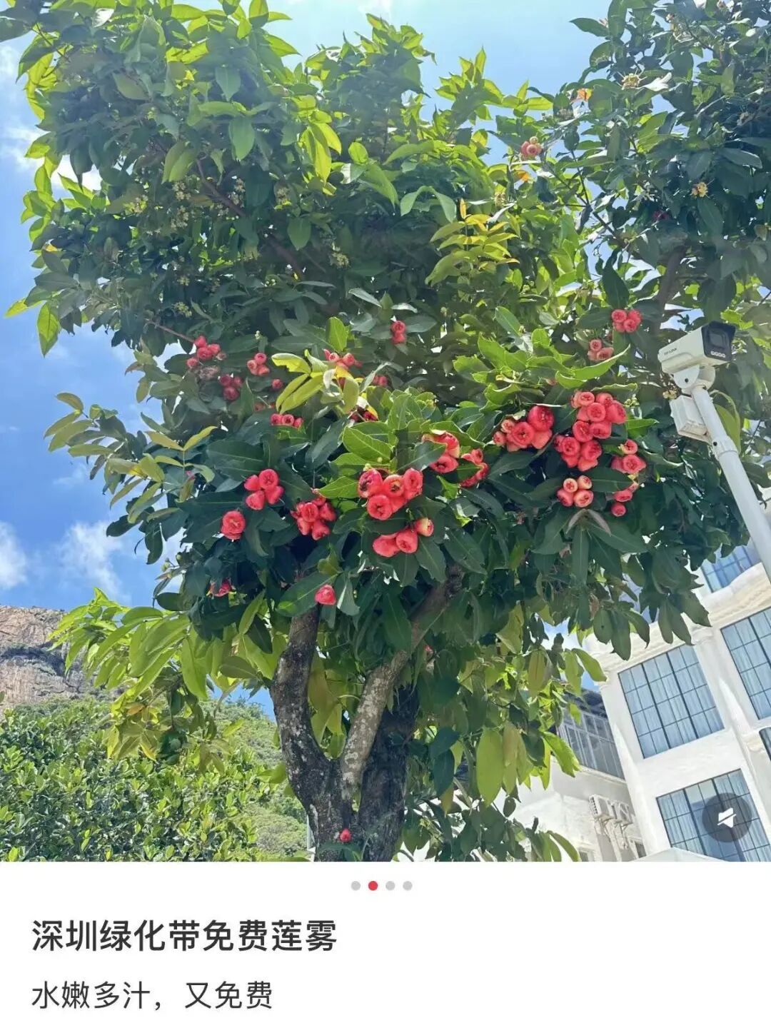 捡都捡不完！最近这种水果在莲花山公园大量出现！园方：不建议采摘……