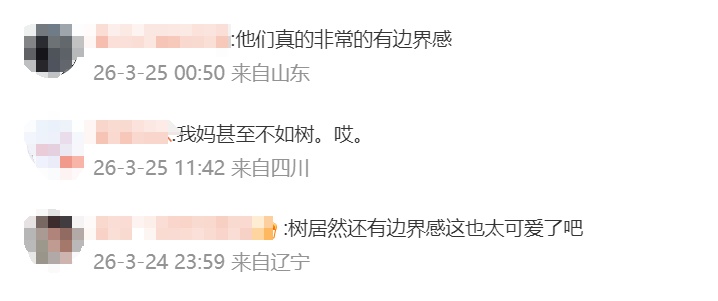 蝌学零距离丨网友:好有边界感的树!这种神奇现象,只要抬头就能看到...... 蝌学零距离丨网友:好有边界感的树!这种神奇现象,只要抬头就能看到......