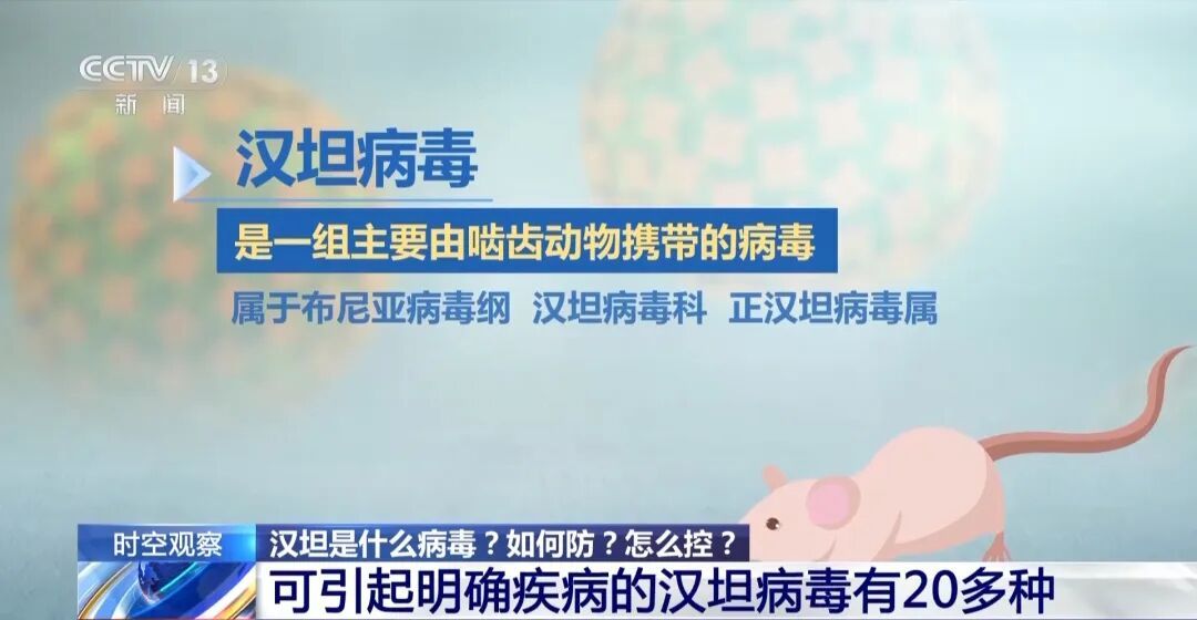 涉疫邮轮已有6例确诊，汉坦是什么病毒？如何防？怎么控？专家解答→