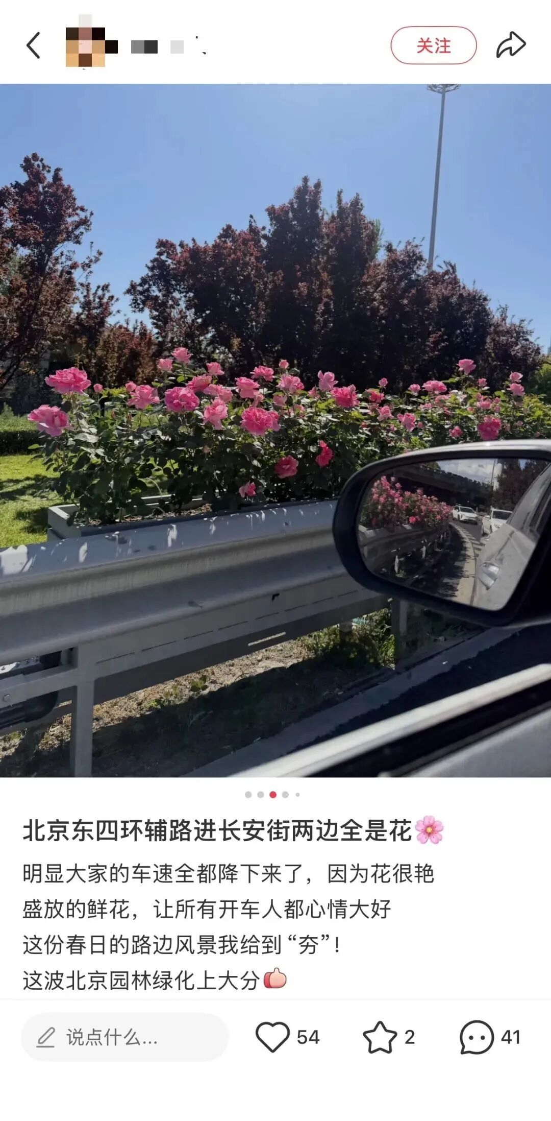 北京街头的月季，“夯爆了”！这些品种，你都认识吗？
