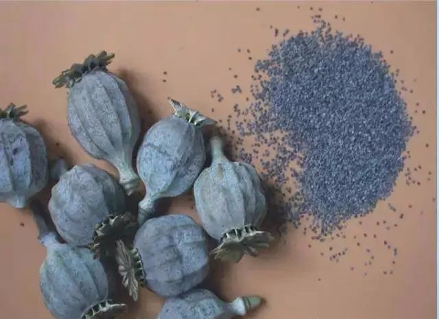 这种花一株也不能种！杭州有人被抓