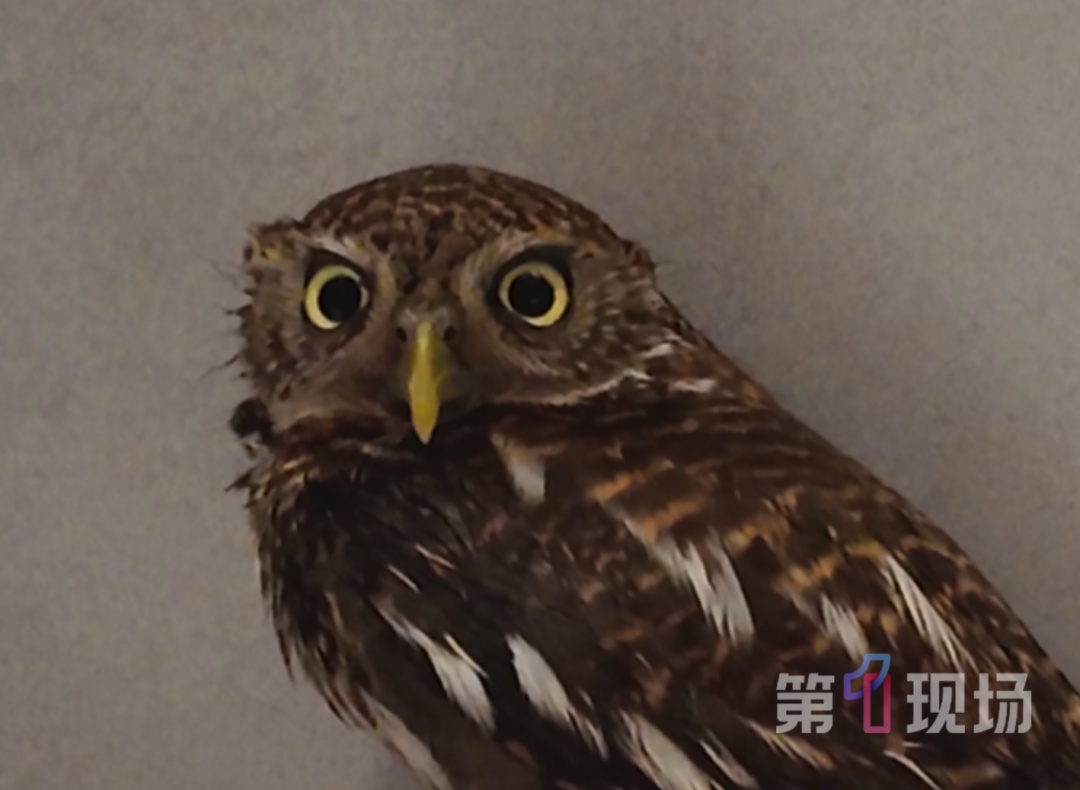 深圳一公园惊现受伤猫头鹰，暖心市民接力救助