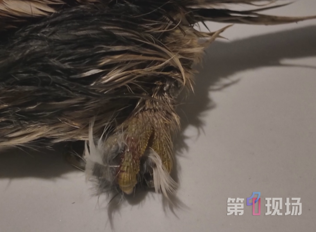 深圳一公园惊现受伤猫头鹰，暖心市民接力救助