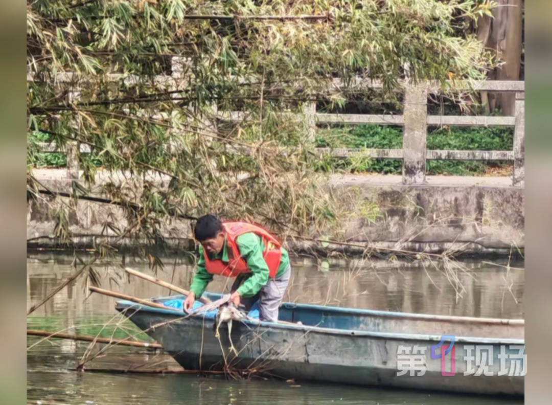 深圳一公园惊现受伤猫头鹰，暖心市民接力救助