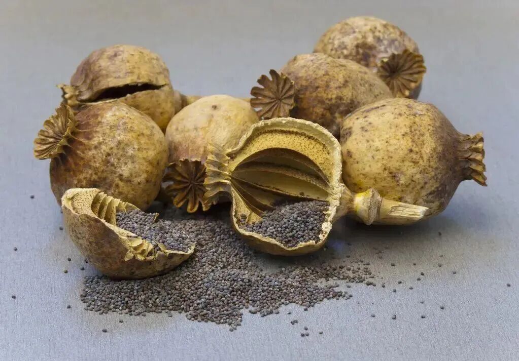 这种花一株也不能种！杭州有人被抓