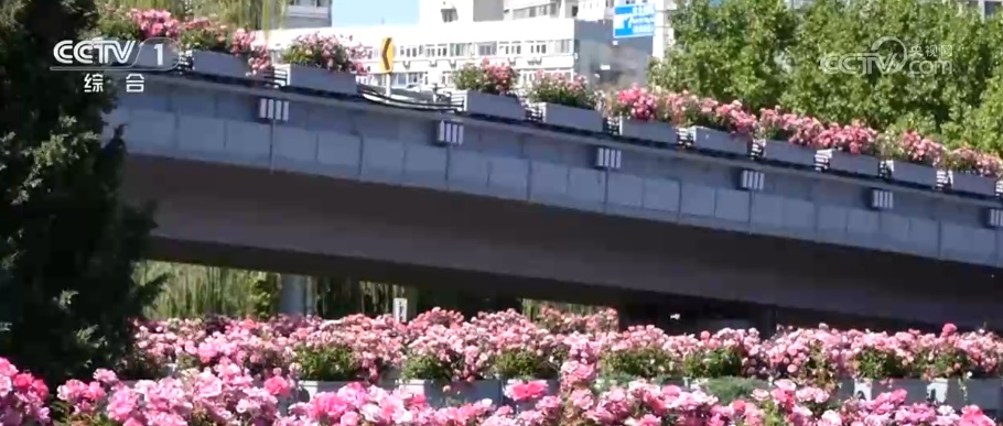 “你恰好盛开 我刚好路过” 城市绿化景观火出圈 新“花”样绽放消费新“热”力