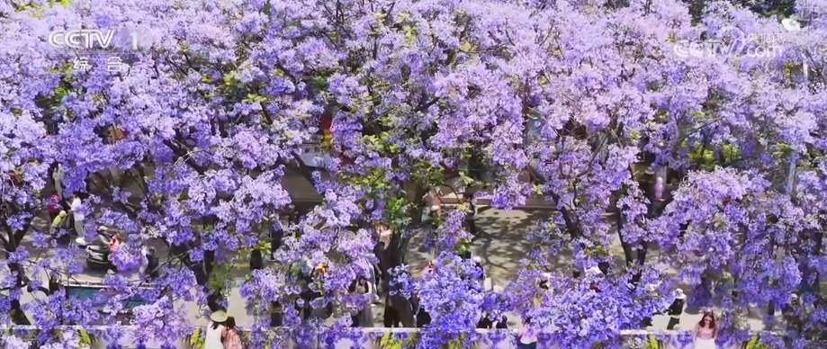 “你恰好盛开 我刚好路过” 城市绿化景观火出圈 新“花”样绽放消费新“热”力