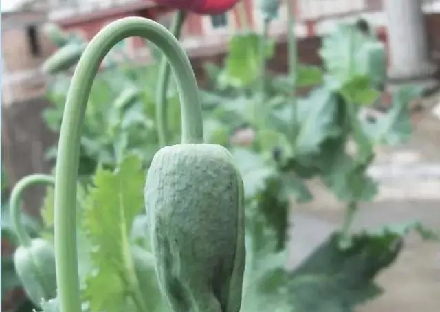 这种花一株也不能种！杭州有人被抓