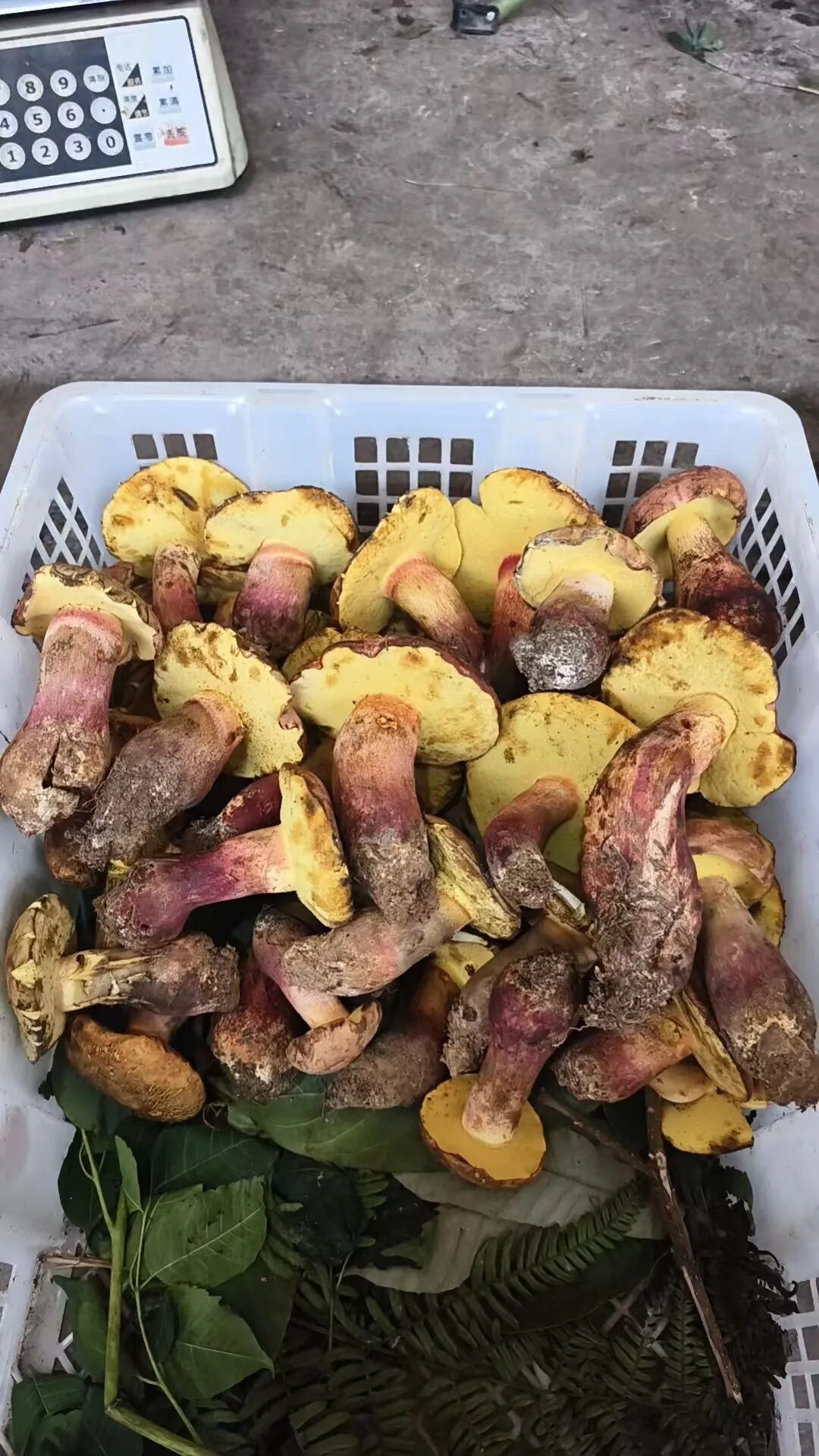 头茬野生菌上市，帮大家问过价格了→