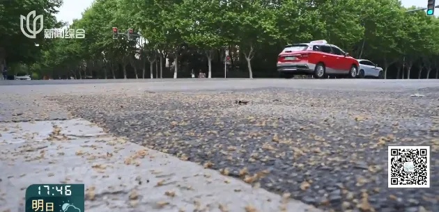 又到果毛飘絮季！上海9个区已完成首轮吹冲作业