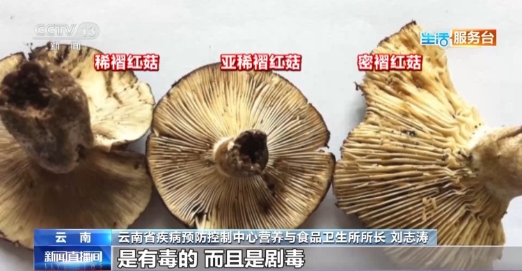 尝鲜需谨慎 这些有毒野生菌千万别乱采乱吃