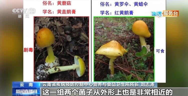 尝鲜需谨慎 这些有毒野生菌千万别乱采乱吃