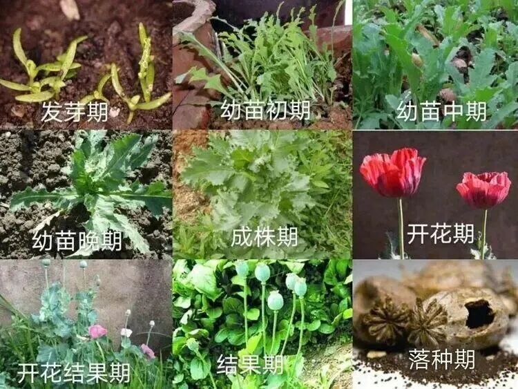 这种花一株也不能种！杭州有人被抓