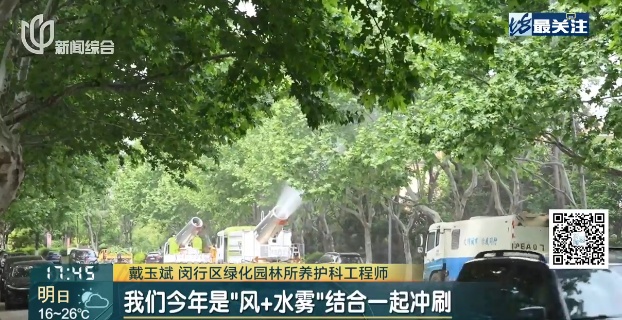 又到果毛飘絮季！上海9个区已完成首轮吹冲作业