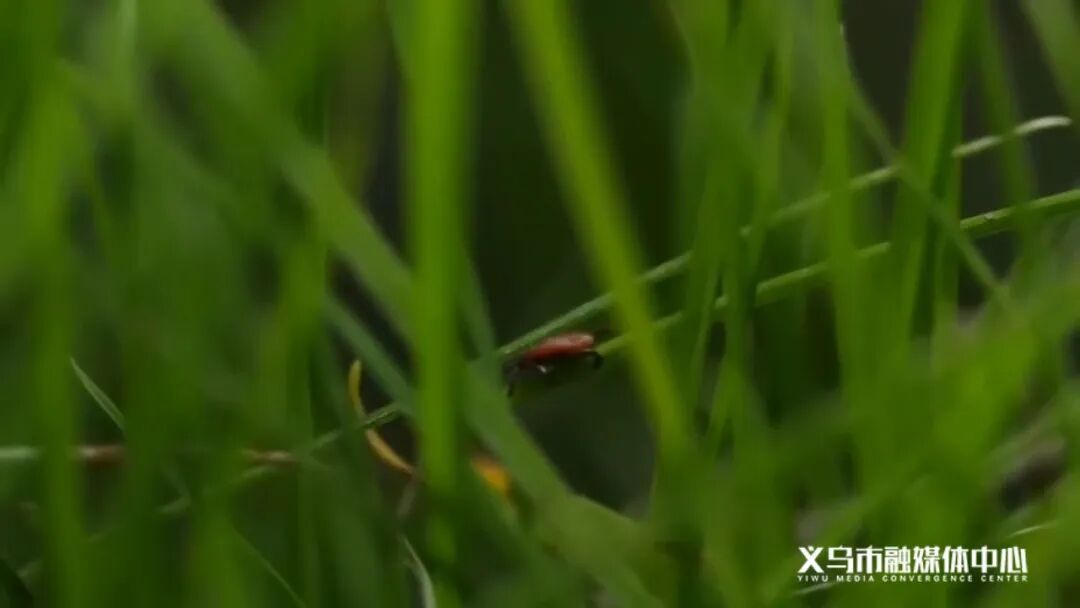危险！义乌人身上忽然冒出这种小黑点，要尽快处理，千万别大意！